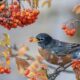 patrice-bouchard-Robin eating berries Ontario birds in spring -unsplash