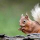 dan-russon-Ontario Red Squirrel eating nuts-unsplash